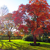 Англия Кембридж осенние деревья